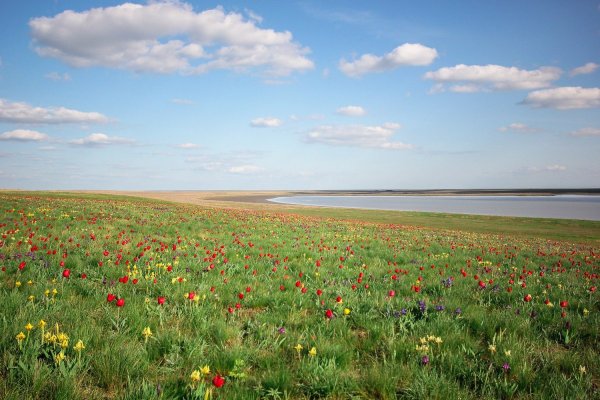 Маныч-Гудило тюльпаны