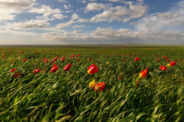 Степные тюльпаны Лазорики