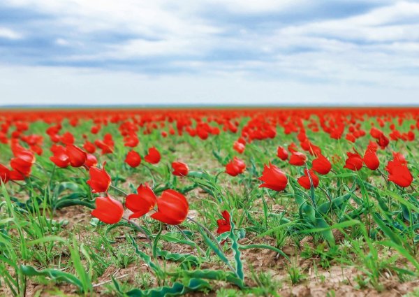 Маныч-Гудило тюльпаны