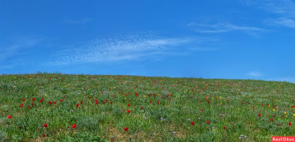 Цветение тюльпанов в Калмыкии