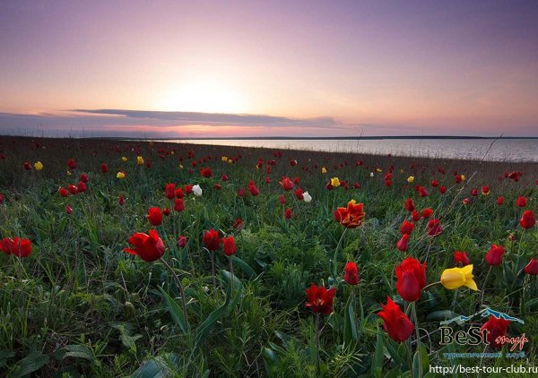 Дикие тюльпаны Маныч Гудило