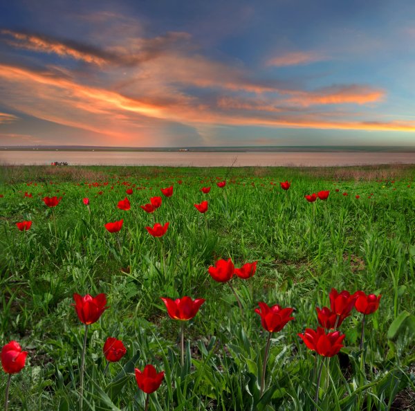 Тюльпаны в степи Калмыкии