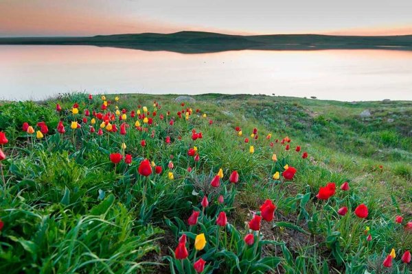 Калмыкия весной степь цветёт