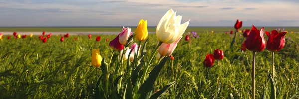 Маныч-Гудило Калмыкия тюльпаны