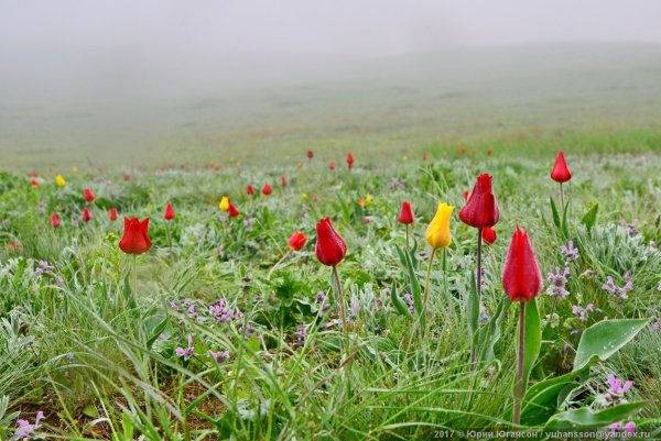 Манычская степь весной