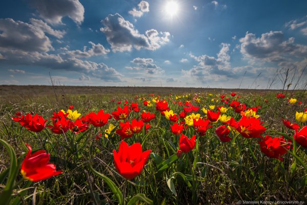 Дикие тюльпаны Маныч Гудило