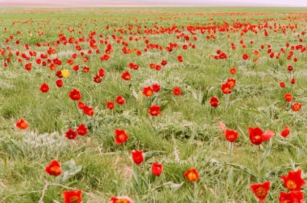 Маныч-Гудило тюльпаны