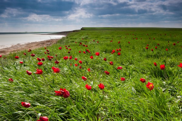 Тюльпан Шренка Калмыкия