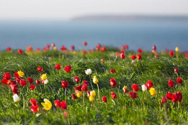 Маныч-Гудило тюльпаны