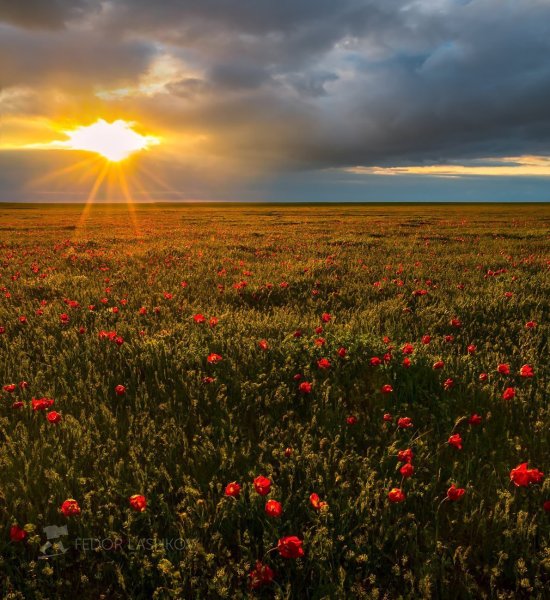 Маныч-Гудило тюльпаны