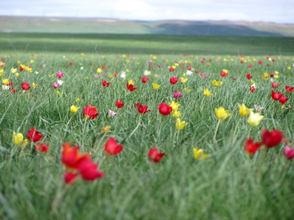 Элиста тюльпановые поля