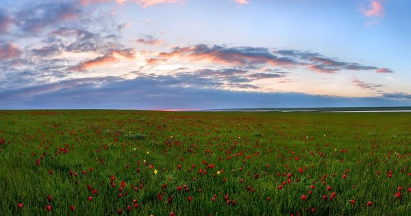Дикие тюльпаны степь Калмыкии