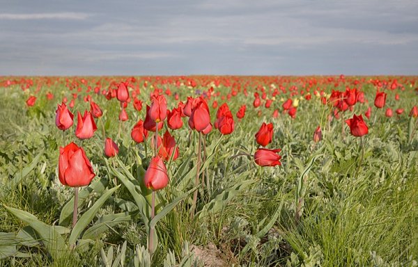 Тюльпановая степь Калмыкия