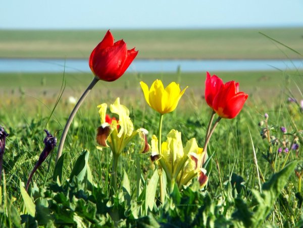 Долина тюльпанов Калмыкия