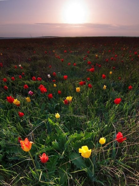 Калмыкия степь