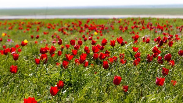 Калмыкия тюльпановые поля