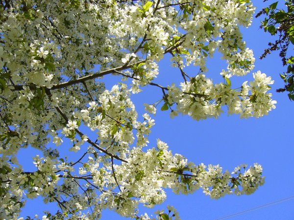 Весна в Костроме