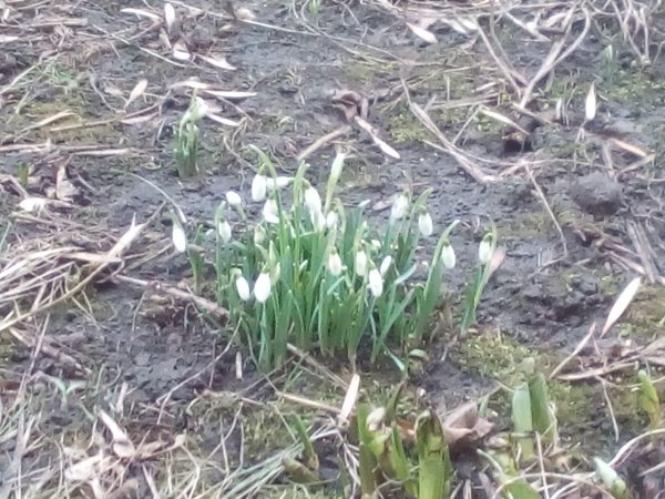 Баболовский парк лыжи