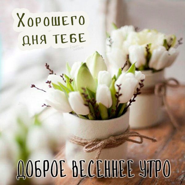 С добрым утром незабудки