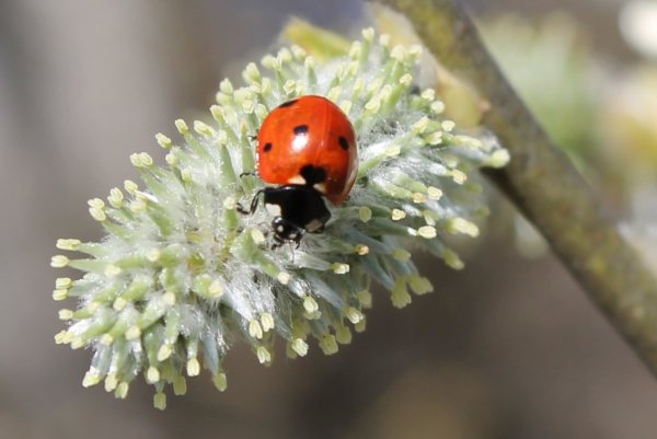 Весна Божья коровка