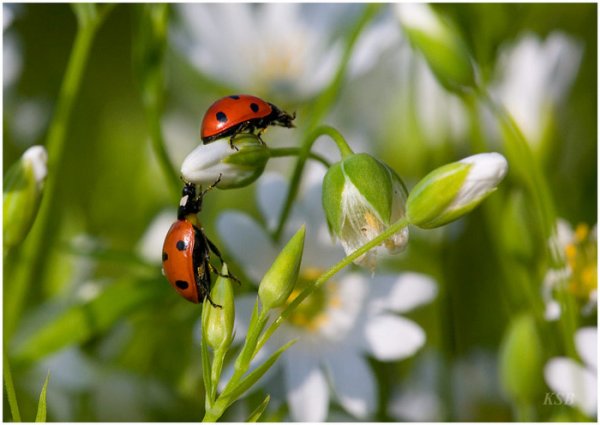 Божьи коровки на Поляне
