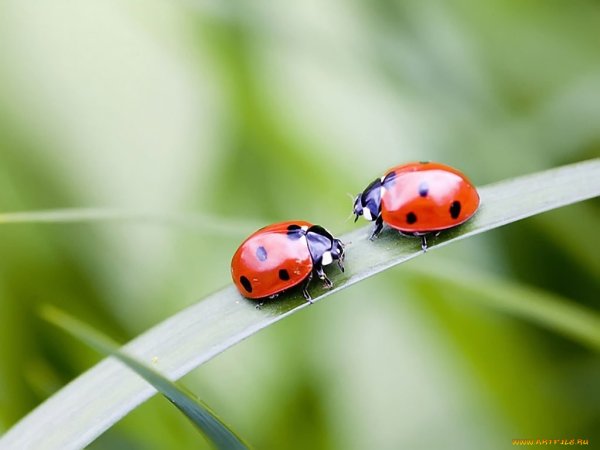 Влюбленные Божьи коровки