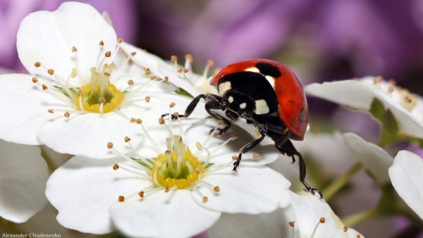 Божьи коровки на цветах