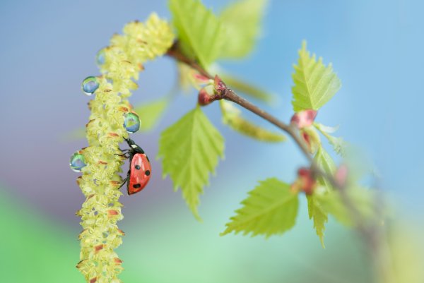 Божья коровка на веточке