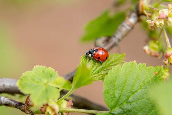 Божья коровка на ветке