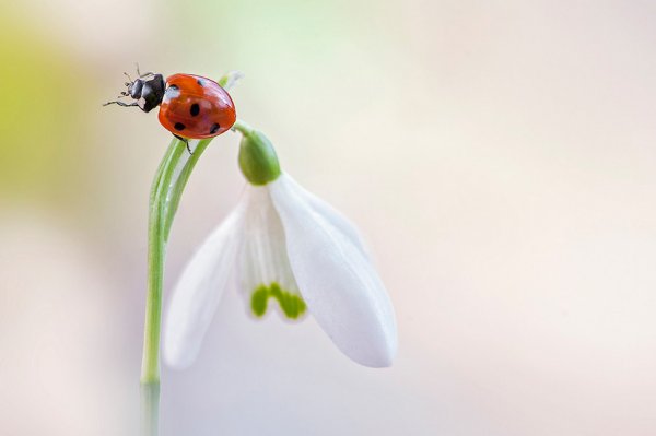 Божья коровка на подснежнике