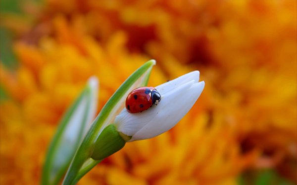 Макросъемка природа