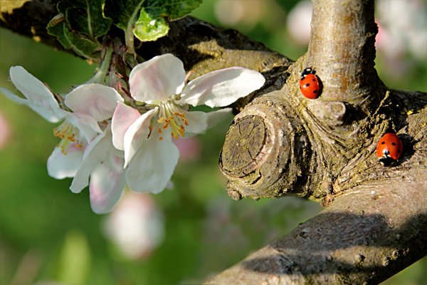 Божья коровка на веточке