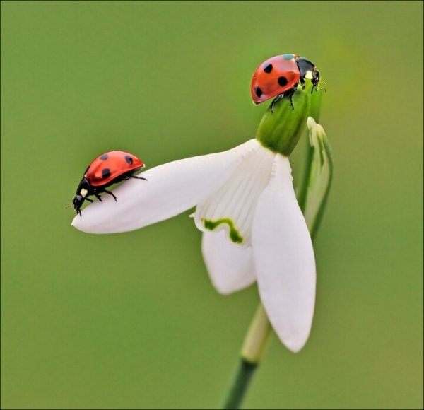 Букашки белые фото в растениях