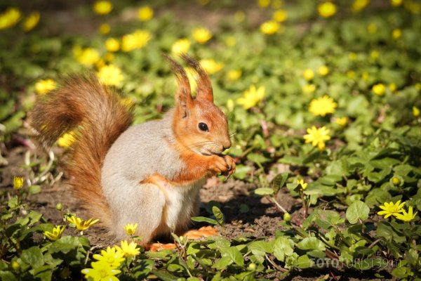 Белочка Весенняя