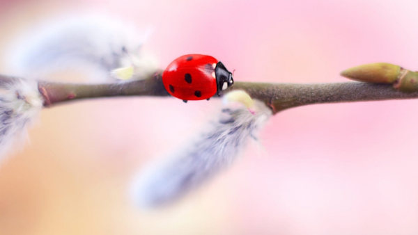 Божья коровка на ветке