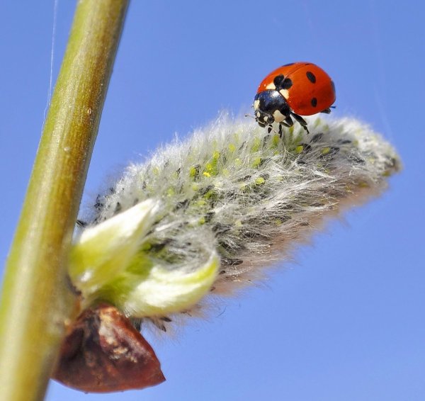 Просыпаются насекомые