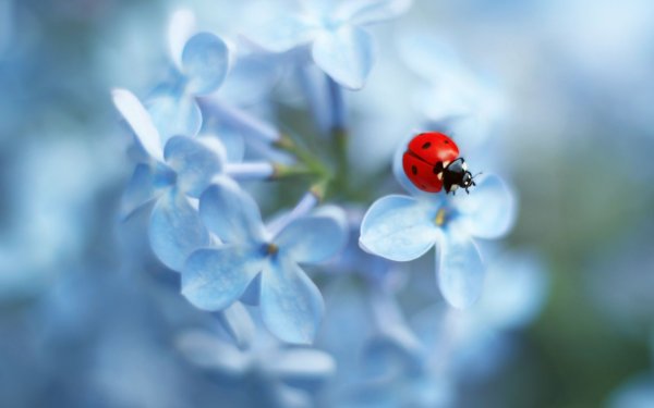 Божья коровка обои