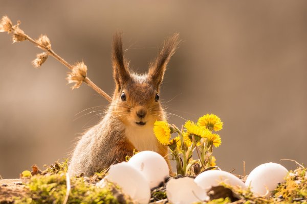 Белка весной
