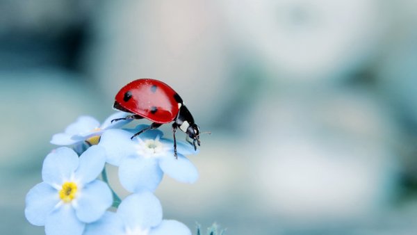 Божьи коровки
