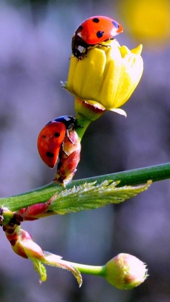 Божья коровка макро