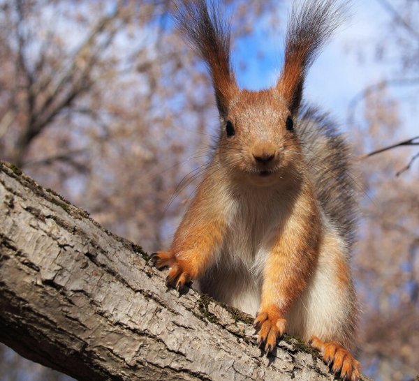 Летняя белка