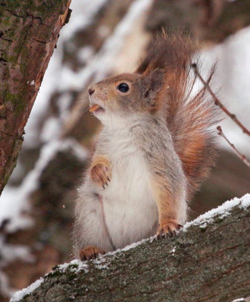 Белка весной в лесу