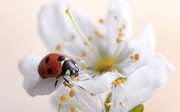 Божьи коровки на цветах