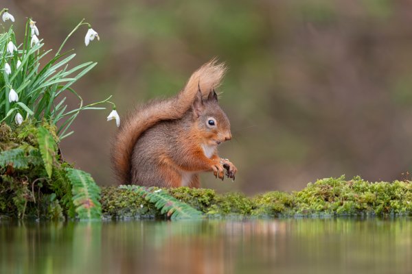 Фон рабочего стола Белочка