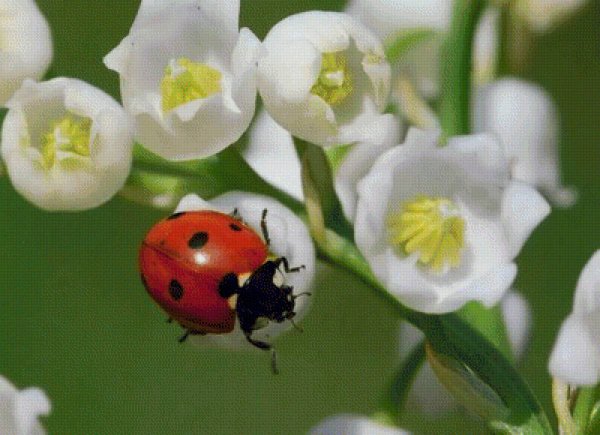 Весна Божья коровка