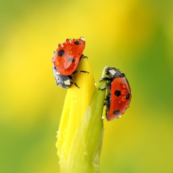 Макросъёмка роса Божья коровка