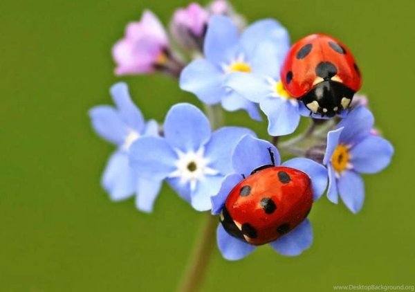 Божья коровка в лесу