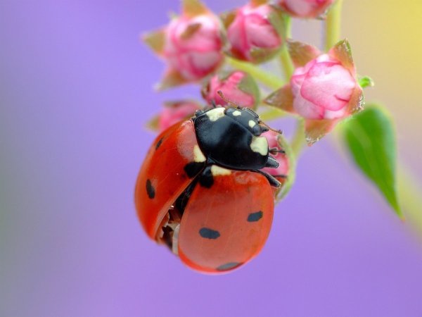Лето - это маленькая жизнь