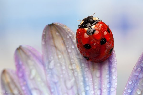 Божья коровка на цветочке