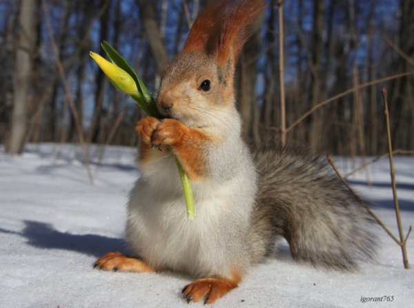 Белочка с подснежниками